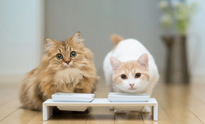 猫咪尿不出来怎么办?这些情况你需要了解一下! 猫咪尿不出来怎么办?这些情况你需要了解一下!