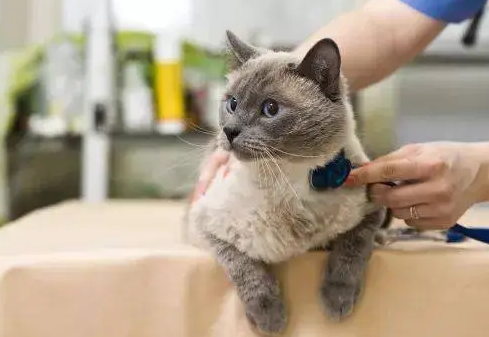 猫咪腹水能活多久 猫咪腹水能活多久
