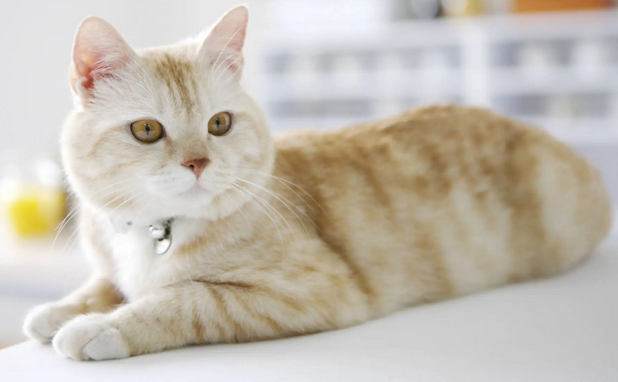 猫身上一直在轻微的抖怎么办