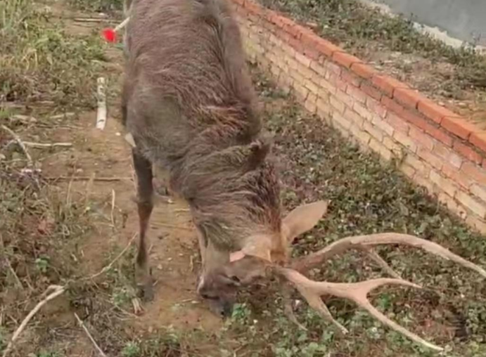 汨罗市罗江镇发现麋鹿？林业局回应：是养殖场丢失的梅花鹿