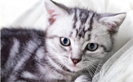 猫咪感冒症状表现