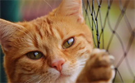猫后腿根部软软的鼓包怎么回事