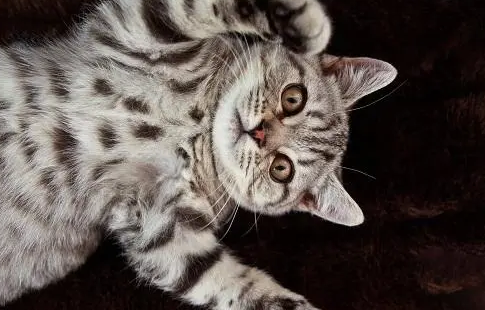 母猫生完宝宝拉稀怎么办