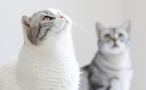 猫做驱虫多少天跳蚤死完了