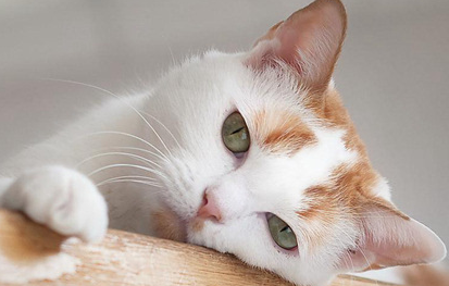 母猫生猫能喝葡萄糖酸钙吗