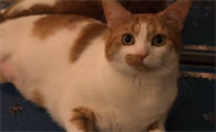 猫咪可以吃米饭吗
