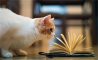 猫身上长虱子怎么去除干净