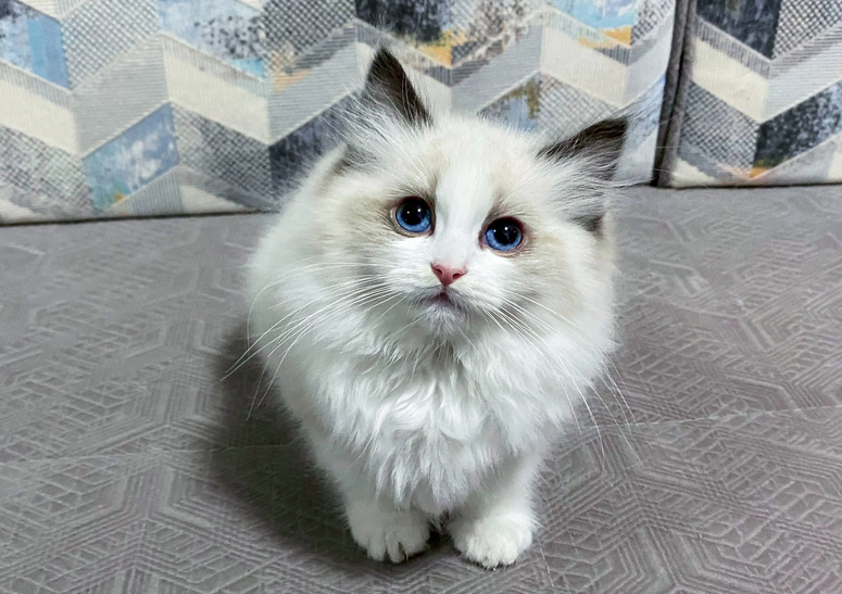 教你分分钟辨别布偶猫公母,速点! 教你分分钟辨别布偶猫公母,速点!
