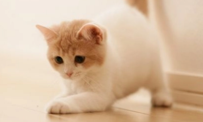 猫可以喝自来水吗 猫可以喝自来水吗