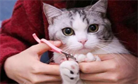 怎么给猫咪剪指甲