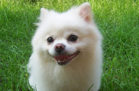 博美犬不长毛怎么办?不清楚的快来看看! 博美犬不长毛怎么办?不清楚的快来看看!
