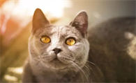 猫咪晕车了怎么缓解