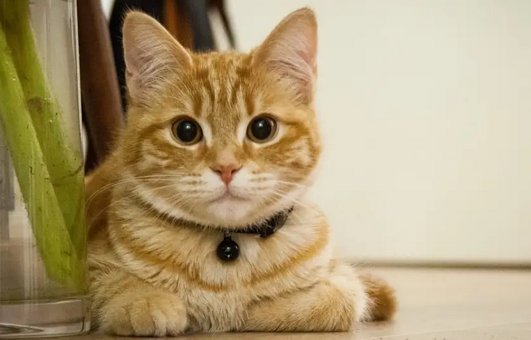 猫绝育前禁食5个小时可以吗吃什么 猫绝育前禁食5个小时可以吗吃什么