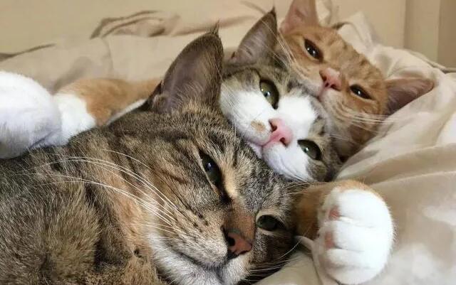 一个多月的小猫什么时候可以打疫苗