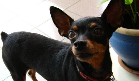 迷你杜宾犬的缺点优点有哪些？一起来看看