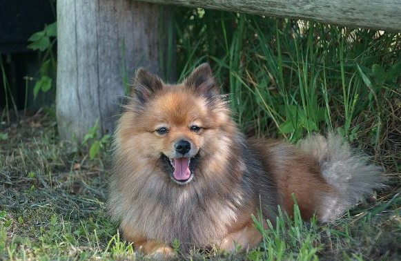 德国狐狸犬性格特征有哪些?不清楚的快来看看~ 德国狐狸犬性格特征有哪些?不清楚的快来看看~