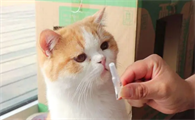 猫咪这几天拉肚子怎么回事