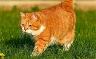 猫怀孕多少天生小猫