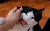 猫为什么会突然攻击撕咬主人怎么办