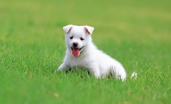 狗狗拉稀带水怎么回事
