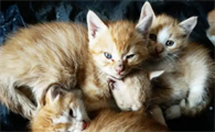 猫一般生几只小猫
