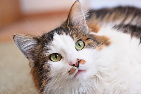 泡好的猫粮冷了猫还能吃吗为什么