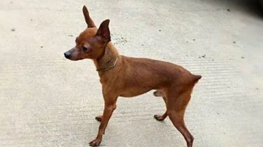 小鹿犬怎么训练？主人要注意这几点
