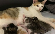 猫生小猫要怎么处理