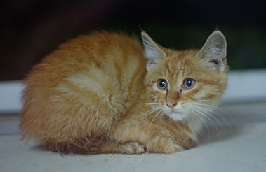 小猫后腿瘫痪能自愈吗 小猫后腿瘫痪能自愈吗