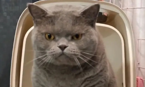 猫咪不上厕所怎么办 猫咪不上厕所怎么办