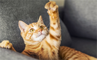 猫鼻子上长黑色结块可以抠掉吗