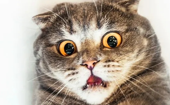 猫咪抑郁了怎么办?方法如下! 猫咪抑郁了怎么办?方法如下!