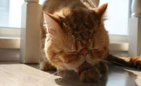猫咪脚掌烂了怎么回事?一定要及时采取正确措施! 猫咪脚掌烂了怎么回事?一定要及时采取正确措施!