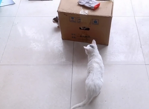 本该是漂亮布偶猫，却在遍体鳞伤失去毛发后，被抛弃在宠物店门口