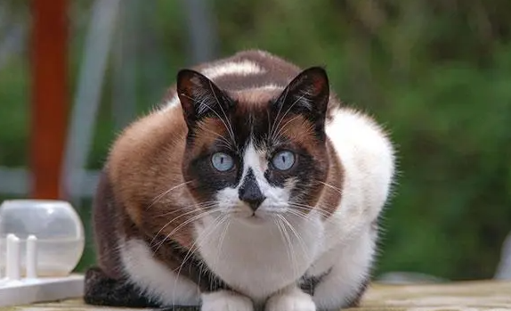 雪鞋猫稀少吗?看看本文就清楚了