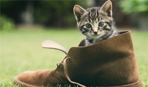 猫咪绝育一般多少钱 猫咪绝育一般多少钱
