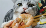 三个月小猫吃两只熟虾可以吗