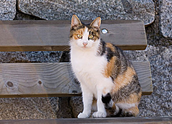 猫咪不小心吃了蟑螂药中毒会怎样 猫咪不小心吃了蟑螂药中毒会怎样