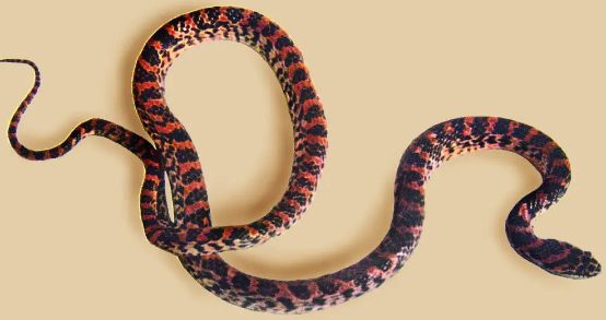 赤链蛇是毒蛇吗
