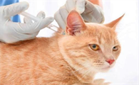 猫后腿无力是猫瘟