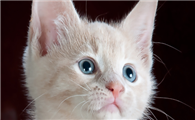 猫瞳孔一直放大不收缩怎么办