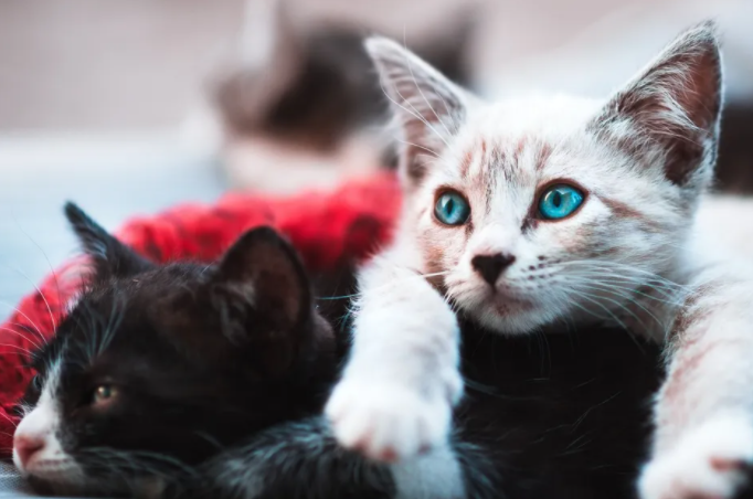 奶猫用嘴呼吸还有救吗？