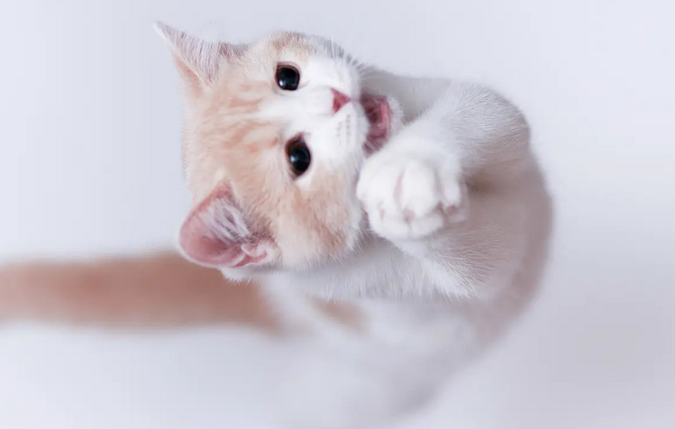 猫身上跳蚤和狗跳蚤一样吗