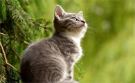猫得猫癣是什么原因导致的