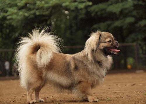 京巴犬多少钱一只 京巴犬多少钱一只