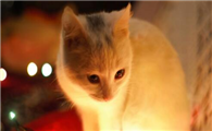 猫脚趾缝里长黑色点点是什么