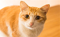猫眼球有红血丝正常吗怎么回事