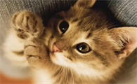 猫体外驱虫多久做一次比较好