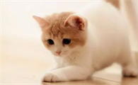 小猫喝公猫的奶要阻止吗