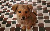 幼犬感冒了怎么办用最简单的方法治疗